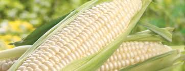 White Maize Manufacturer Supplier Wholesale Exporter Importer Buyer Trader Retailer in Gauri Sadan Delhi India